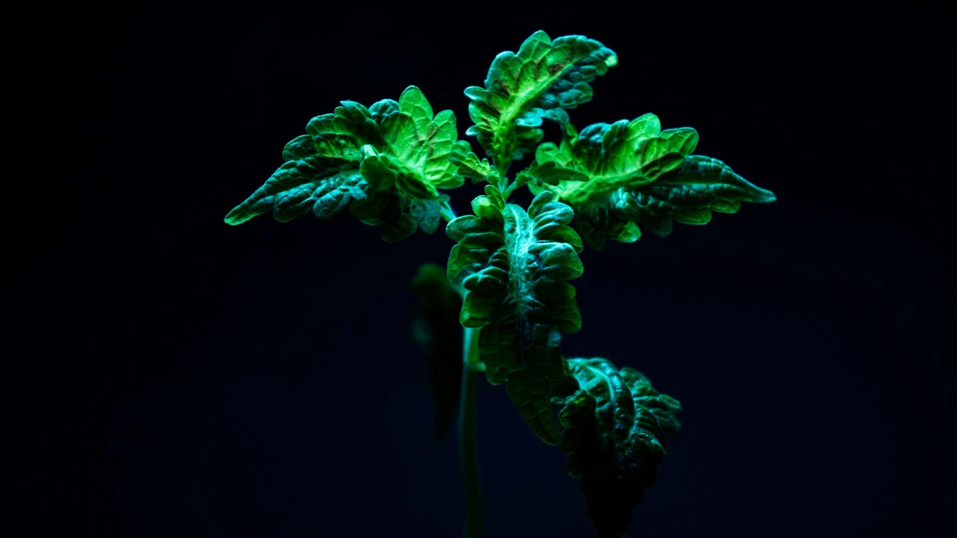 Plant Wise hero background